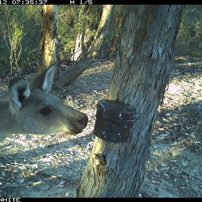 Macropus giganteus (Eastern Grey Kangaroo) at Crowther, NSW - 12 Mar 2025 by Frecko