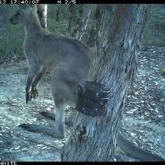 Macropus giganteus (Eastern Grey Kangaroo) at Crowther, NSW - 12 Mar 2025 by Frecko
