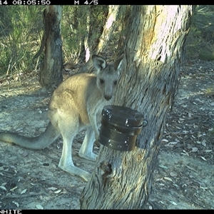 Macropus giganteus (Eastern Grey Kangaroo) at Crowther, NSW - 14 Mar 2025 by Frecko