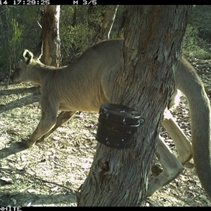 Macropus giganteus (Eastern Grey Kangaroo) at Crowther, NSW - 14 Mar 2025 by Frecko