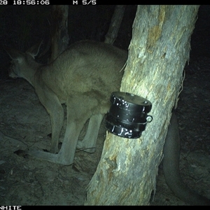 Macropus giganteus (Eastern Grey Kangaroo) at Crowther, NSW - 13 Mar 2025 by Frecko
