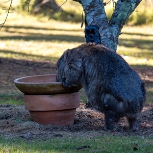 Vombatus ursinus (Bare-nosed Wombat) at Penrose, NSW - 21 Jun 2025 by Aussiegall