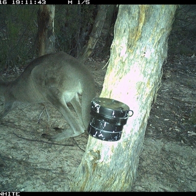 Macropus giganteus (Eastern Grey Kangaroo) at Crowther, NSW - 16 Mar 2025 by Frecko