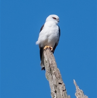 Elanus axillaris (Black-shouldered Kite) at Burradoo, NSW - 22 Jun 2025 by Aussiegall