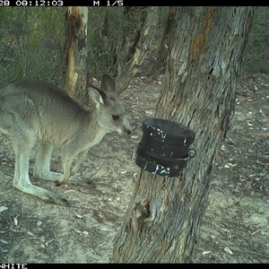 Macropus giganteus (Eastern Grey Kangaroo) at Crowther, NSW - 13 Mar 2025 by Frecko