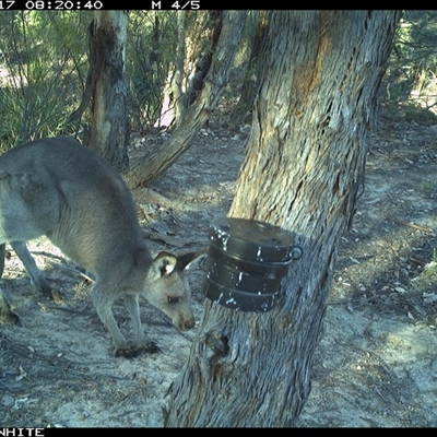 Macropus giganteus (Eastern Grey Kangaroo) at Crowther, NSW - 17 Mar 2025 by Frecko