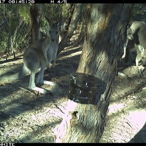 Macropus giganteus (Eastern Grey Kangaroo) at Crowther, NSW - 17 Mar 2025 by Frecko
