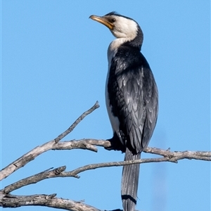 Microcarbo melanoleucos (Little Pied Cormorant) at Burradoo, NSW - 22 Jun 2025 by Aussiegall