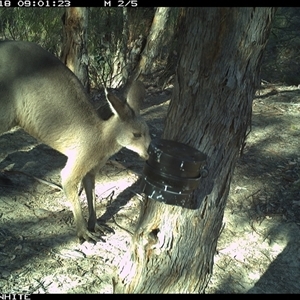 Macropus giganteus (Eastern Grey Kangaroo) at Crowther, NSW - 18 Mar 2025 by Frecko