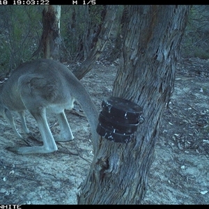 Macropus giganteus (Eastern Grey Kangaroo) at Crowther, NSW - 18 Mar 2025 by Frecko