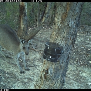 Macropus giganteus (Eastern Grey Kangaroo) at Crowther, NSW - 19 Mar 2025 by Frecko