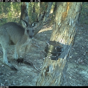 Macropus giganteus (Eastern Grey Kangaroo) at Crowther, NSW - 29 Mar 2025 by Frecko
