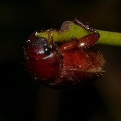 Scarabaeidae (family) at Freshwater Creek, VIC - 12 Feb 2025 by WendyEM