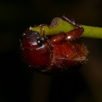 Scarabaeidae (family) at Freshwater Creek, VIC - 12 Feb 2025 by WendyEM