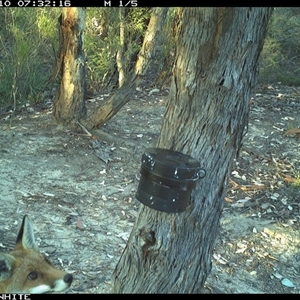 Vulpes vulpes (Red Fox) at Crowther, NSW - 10 Mar 2025 by Frecko