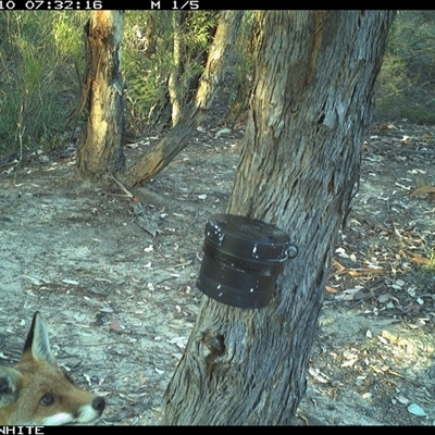 Vulpes vulpes (Red Fox) at Crowther, NSW - 10 Mar 2025 by Frecko