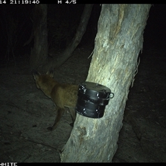Vulpes vulpes (Red Fox) at Crowther, NSW - 14 Mar 2025 by Frecko