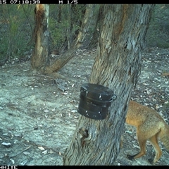 Vulpes vulpes (Red Fox) at Crowther, NSW - 15 Mar 2025 by Frecko