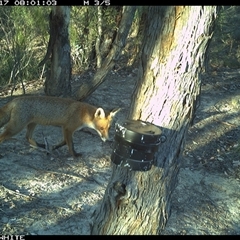 Vulpes vulpes (Red Fox) at Crowther, NSW - 17 Mar 2025 by Frecko