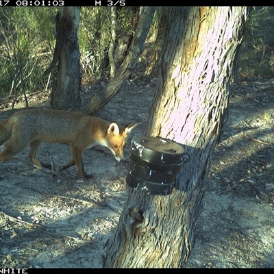 Vulpes vulpes (Red Fox) at Crowther, NSW - 17 Mar 2025 by Frecko
