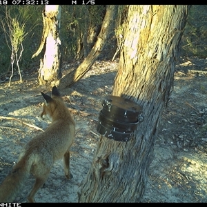 Vulpes vulpes (Red Fox) at Crowther, NSW - 18 Mar 2025 by Frecko