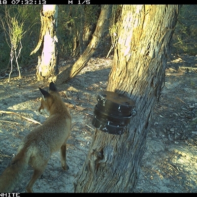 Vulpes vulpes (Red Fox) at Crowther, NSW - 18 Mar 2025 by Frecko