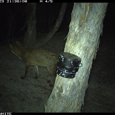 Vulpes vulpes (Red Fox) at Crowther, NSW - 23 Mar 2025 by Frecko