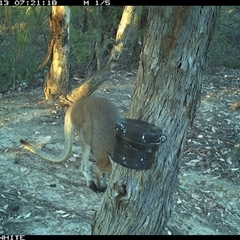 Notamacropus rufogriseus (Red-necked Wallaby) at Crowther, NSW - 13 Mar 2025 by Frecko