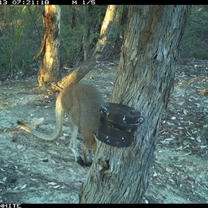 Notamacropus rufogriseus (Red-necked Wallaby) at Crowther, NSW - 13 Mar 2025 by Frecko