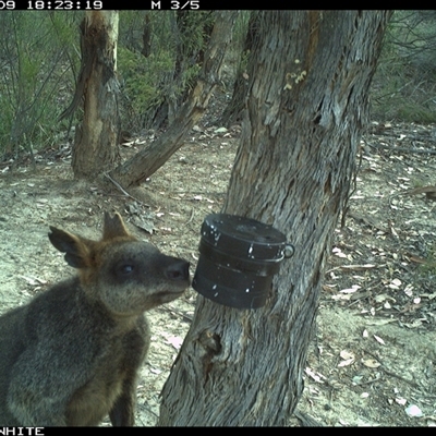Wallabia bicolor (Swamp Wallaby) at Crowther, NSW - 9 Mar 2025 by Frecko