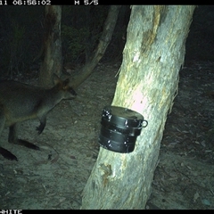 Wallabia bicolor (Swamp Wallaby) at Crowther, NSW - 11 Mar 2025 by Frecko