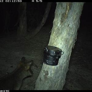 Wallabia bicolor (Swamp Wallaby) at Crowther, NSW - 12 Mar 2025 by Frecko
