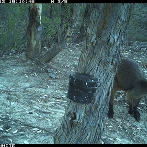 Wallabia bicolor (Swamp Wallaby) at Crowther, NSW - 13 Mar 2025 by Frecko