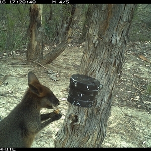 Wallabia bicolor (Swamp Wallaby) at Crowther, NSW - 16 Mar 2025 by Frecko