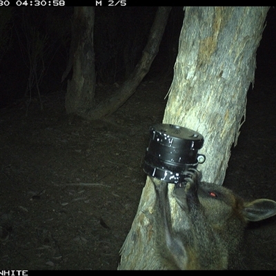Wallabia bicolor (Swamp Wallaby) at Crowther, NSW - 30 Mar 2025 by Frecko