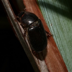 Acrossidius tasmaniae at Freshwater Creek, VIC - 12 Feb 2025 by WendyEM