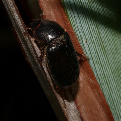 Acrossidius tasmaniae at Freshwater Creek, VIC - 12 Feb 2025 by WendyEM
