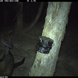 Wallabia bicolor (Swamp Wallaby) at Crowther, NSW - 18 Mar 2025 by Frecko
