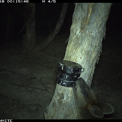 Wallabia bicolor (Swamp Wallaby) at Crowther, NSW - 18 Mar 2025 by Frecko