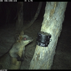 Wallabia bicolor (Swamp Wallaby) at Crowther, NSW - 28 Mar 2025 by Frecko