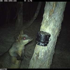 Wallabia bicolor (Swamp Wallaby) at Crowther, NSW - 28 Mar 2025 by Frecko