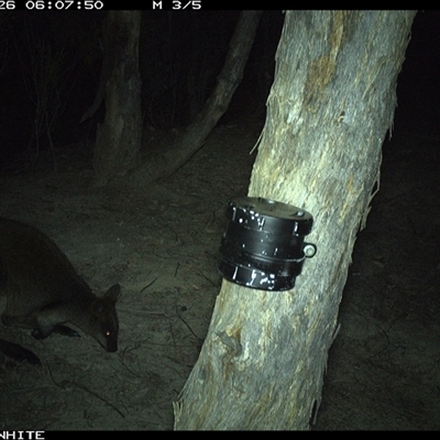 Wallabia bicolor (Swamp Wallaby) at Crowther, NSW - 26 Mar 2025 by Frecko