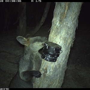 Wallabia bicolor (Swamp Wallaby) at Crowther, NSW - 18 Mar 2025 by Frecko