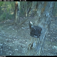 Cormobates leucophaea (White-throated Treecreeper) at Crowther, NSW - 31 Mar 2025 by Frecko