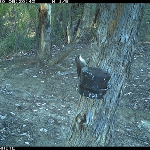 Cormobates leucophaea (White-throated Treecreeper) at Crowther, NSW - 31 Mar 2025 by Frecko