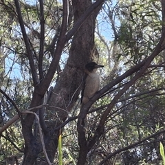 Cracticus torquatus (Grey Butcherbird) at Mongarlowe, NSW - 20 Jun 2025 by Dron