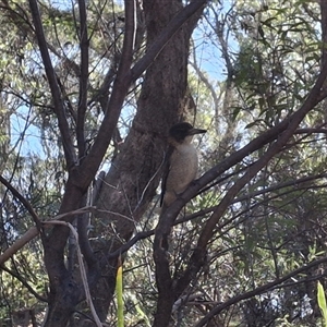 Cracticus torquatus (Grey Butcherbird) at Mongarlowe, NSW - 20 Jun 2025 by Dron