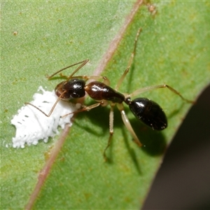 Camponotus sp. (genus) at Freshwater Creek, VIC - 13 Feb 2025 by WendyEM
