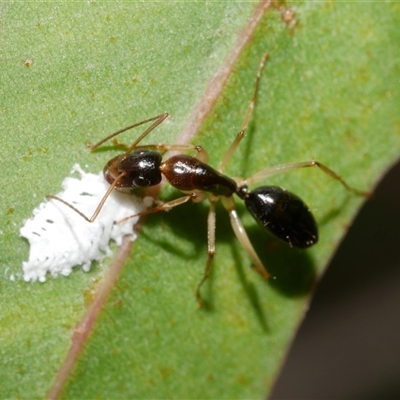 Camponotus sp. (genus) at Freshwater Creek, VIC - 13 Feb 2025 by WendyEM