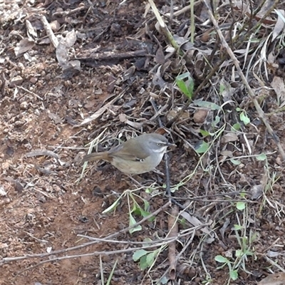 Sericornis frontalis (White-browed Scrubwren) at Mongarlowe, NSW - 20 Jun 2025 by Dron